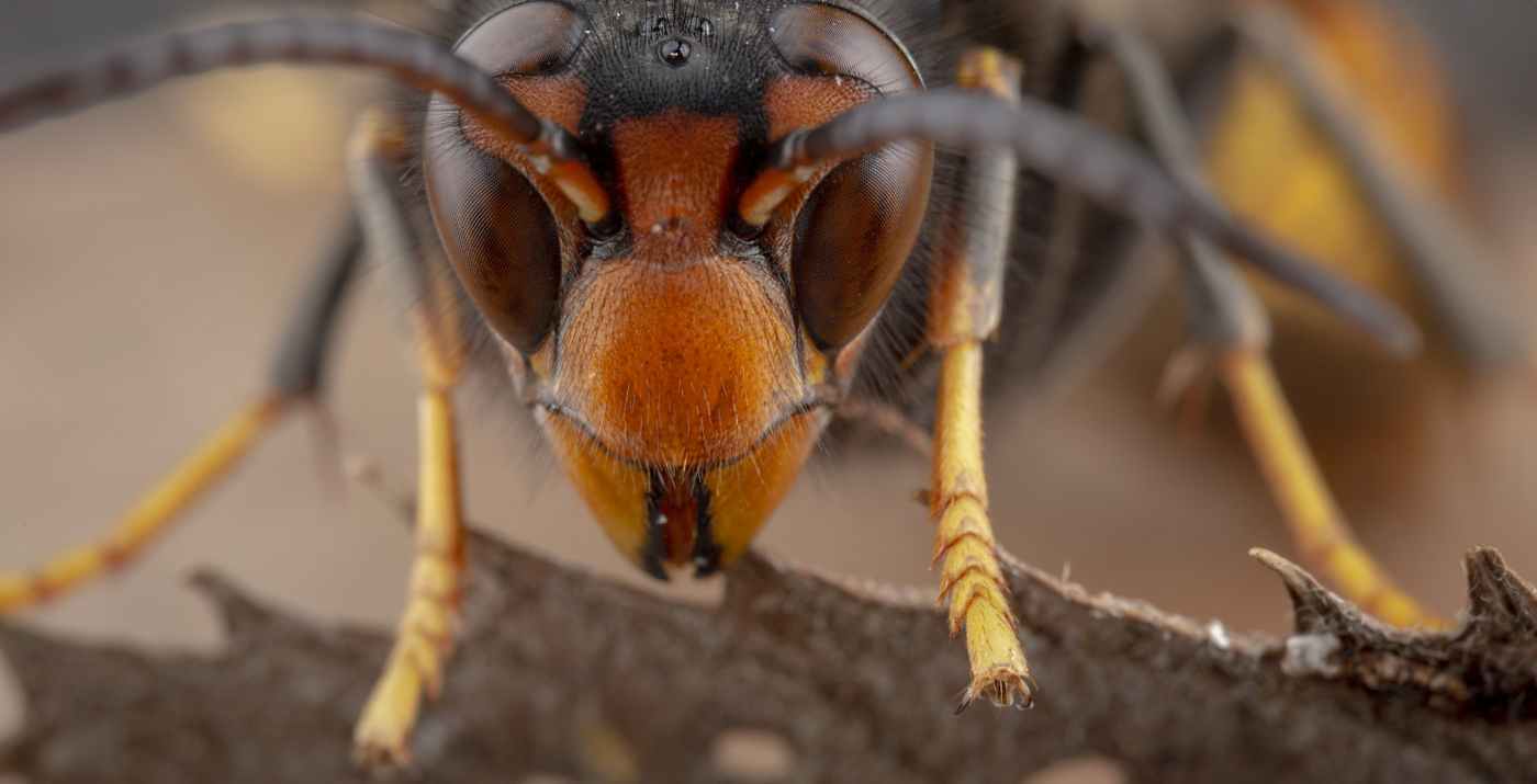 macro-frelon-asiatique-vespa-velutina - As de Pic