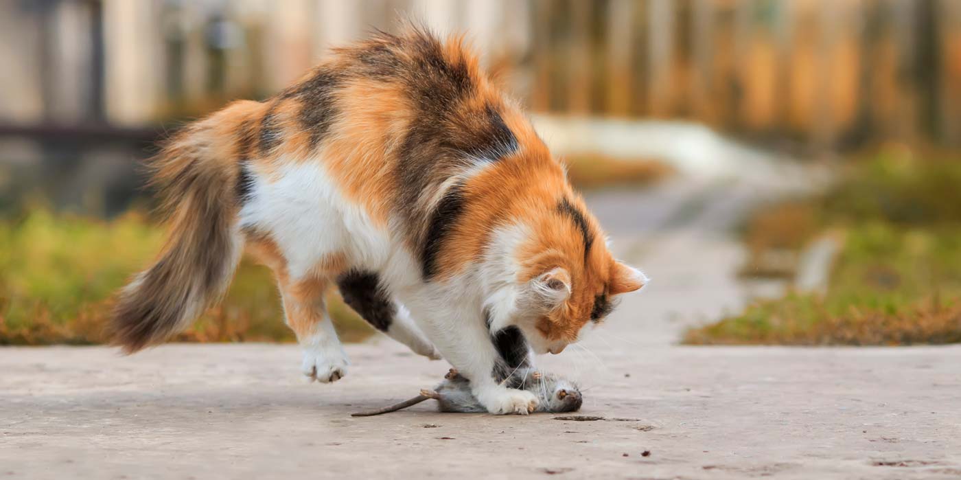 Comment Se Debarrasser Des Rats Et Souris Dans Un Jardin