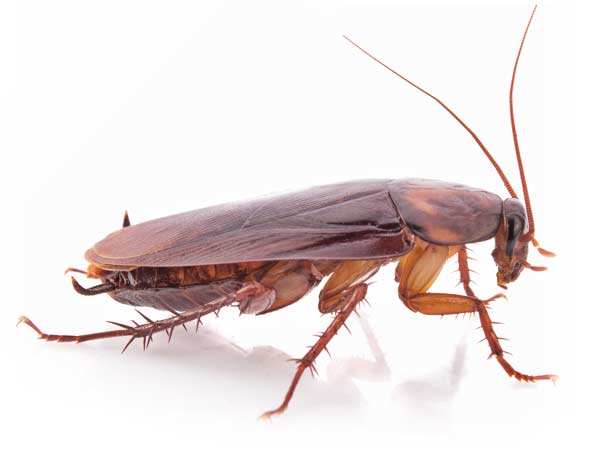 Traitements professionnels anti-cafards/blattes : Quelle méthode