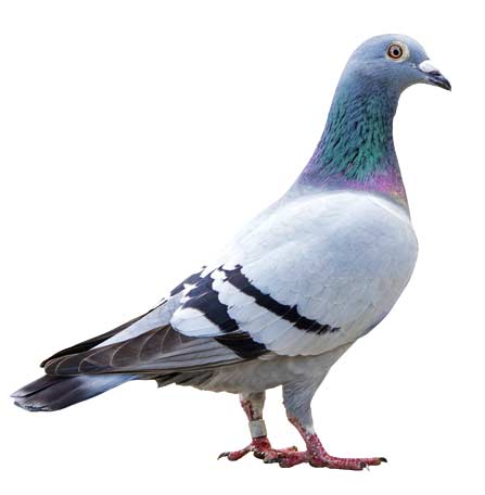 Les pics pigeons empêchent les oiseaux comme les pigeons