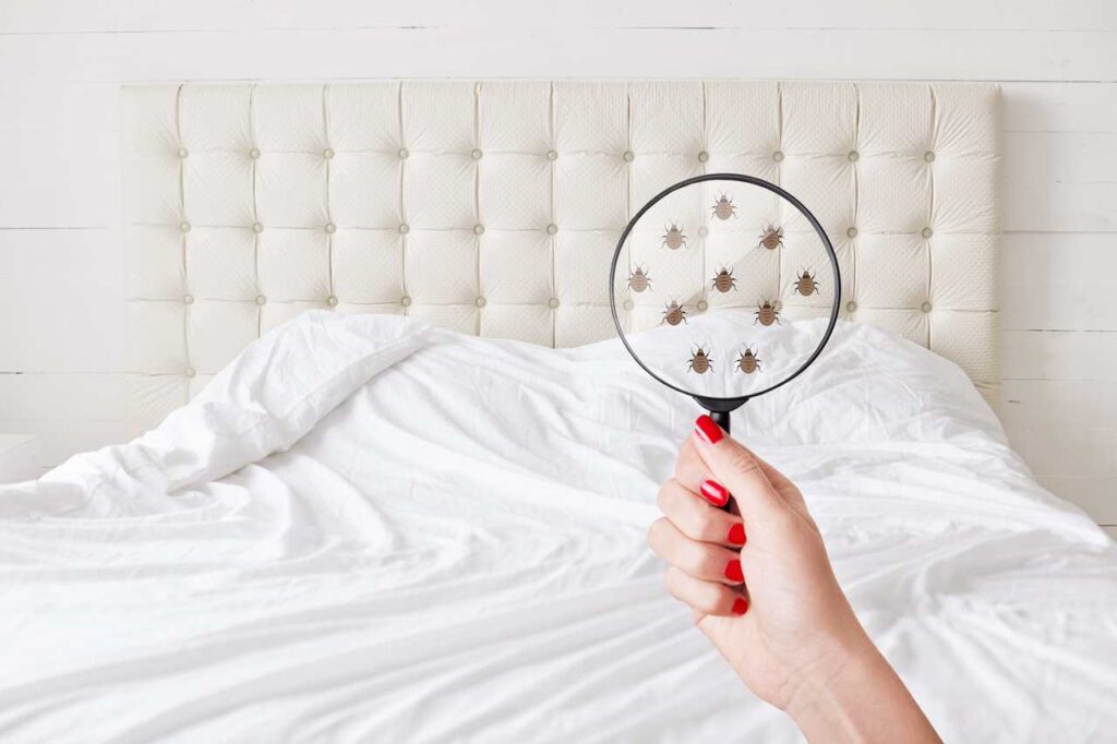 Pourquoi vous échouez à éliminer les punaises de lit (et comment y
