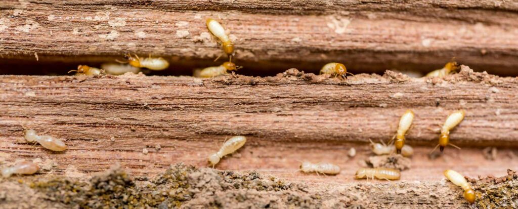 les termites sont des petits insectes sociaux qui mangent le bois de l'intérieur, ils sont extrêmement destructeurs mais ne laissent pas de trace