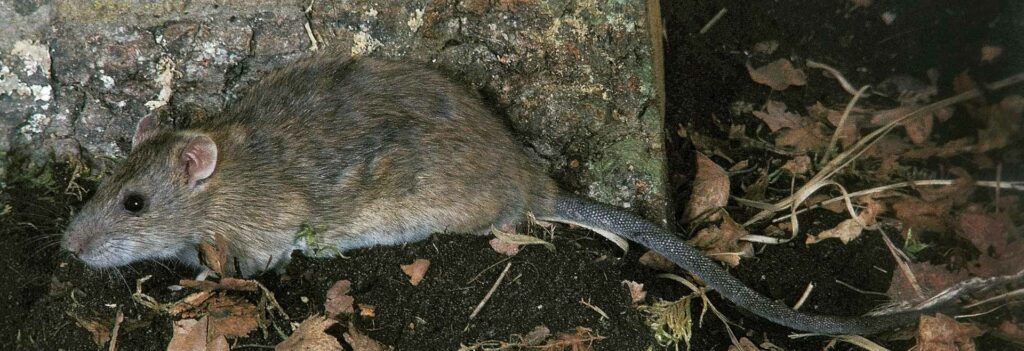 Punaises, souris, rats: Les nuisibles sont parmi nous