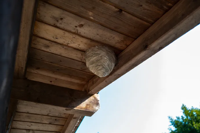 nid de guêpe sous un toit