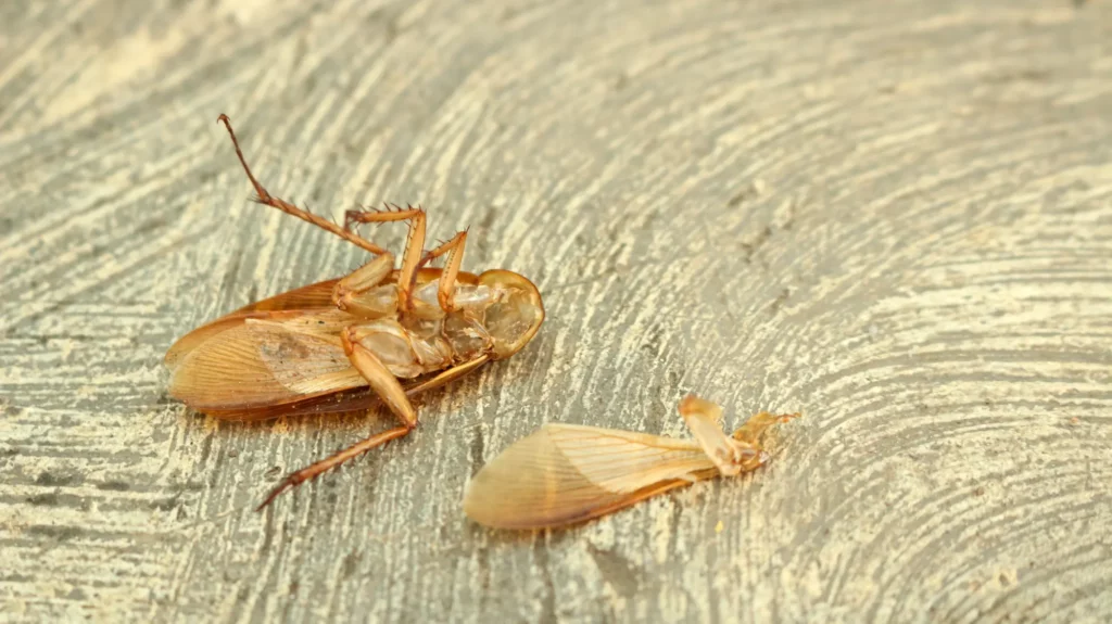 cafard mort séché sur une table