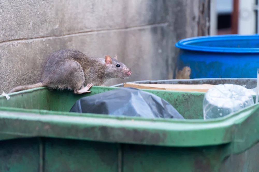 rat dans une copropriété