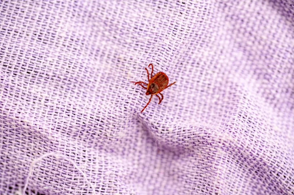 Punaise de lit sur un tissu et echec de traitement des punaise de lits pour toujours