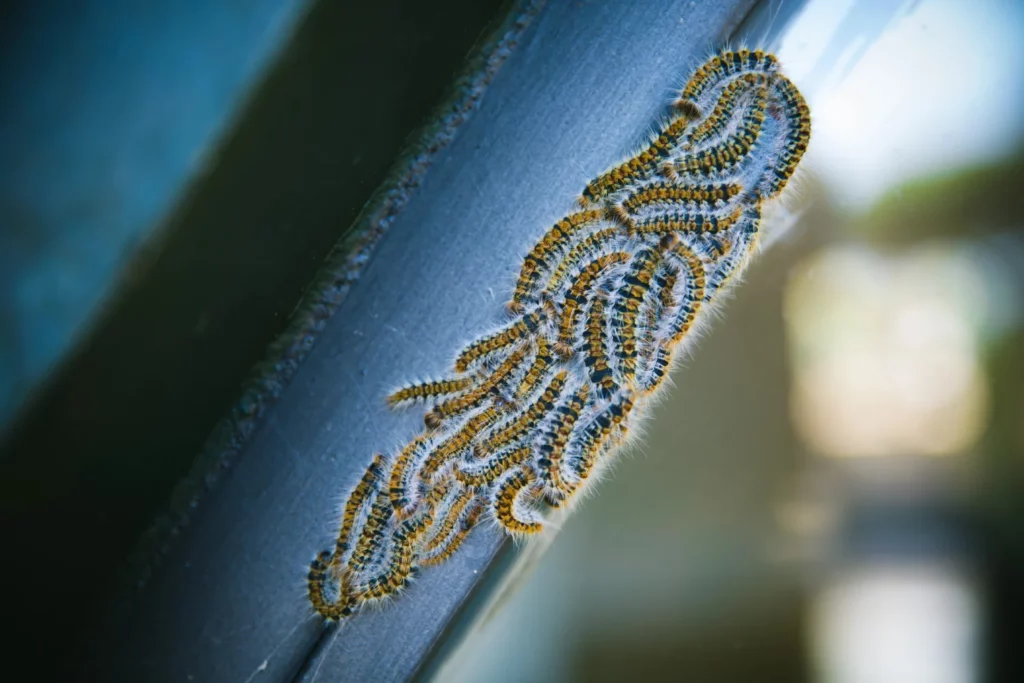 chenilles processionnaires 2026